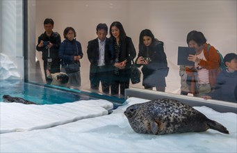 Ringed seal (Pusa hispida) is photographed by Japanese visitors
