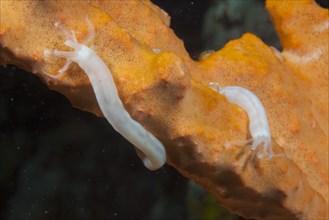 Lampert's Sea Cucumber (Synaptula Lamperti)
