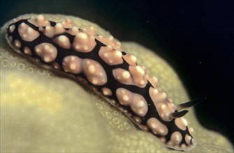 Phyllidiella pustulosa sea slug