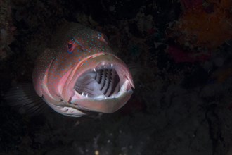 Blue-lined Coral Trout or Highfin Coral Grouper (Plectropomus oligacanthus)