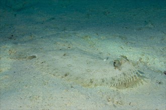 Leopard Flounder (Bothus pantherinus) on the seabed
