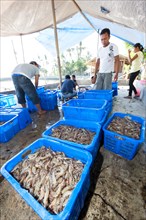 Balinese people in a shrimp farm sorting freshly caught shrimp into baskets for further transportation