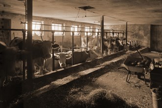 Cowshed with tethering