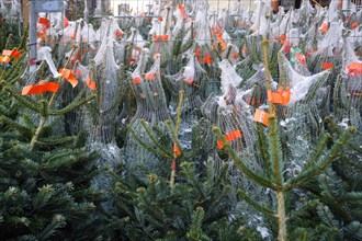 Christmas trees packed in netting at a Christmas market