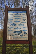 Information panel on fish living in the Mueritz River