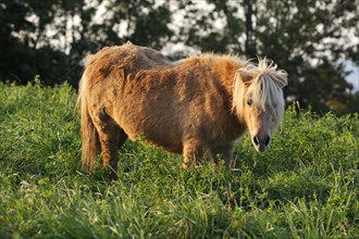 Shetland Pony standing in tall grass