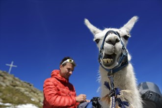 Llama tour at the summit of Boeses Weibele Mountain in the Defregger Group