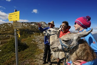Llama tour at the summit of Boeses Weibele Mountain in the Defregger Group