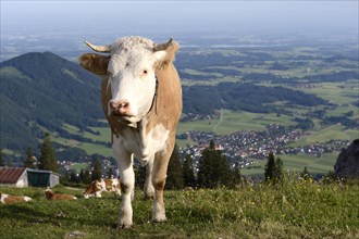 Cow grazing on Kampenwand mountain