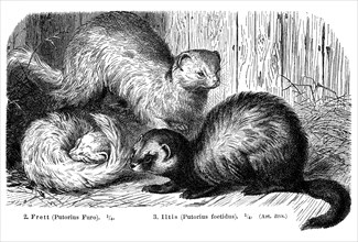 Ferrets (Putorius furo) and Polecat (Putorius foetidus)
