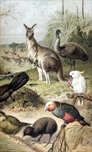 Panel on Australian fauna