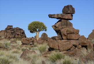 Quiver Tree or Kokerboom (Aloe dichotoma) and rock formations at the "Giants' Playground"