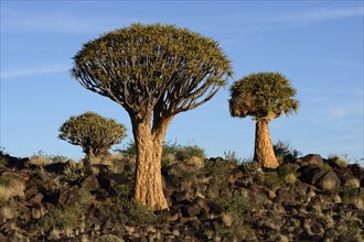 Quiver Trees or Kokerbooms (Aloe dichotoma)