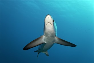 Common Thresher Shark (Alopias vulpinus)