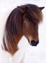 Icelandic Horse in the snow