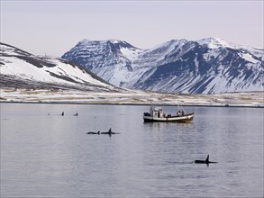 Research boat with Killer Whales or Orcas (Orcinus orca) off the coast of Grundarfjoerdur