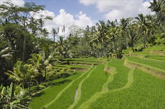 Rice terrace landscape with coconut trees