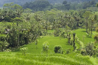 Rice terrace landscape with coconut palms