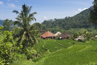 Rice terrace landscape with coconut palms