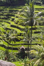 Rice terraces and coconut trees