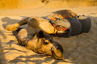 Camel Safari around Pushkar