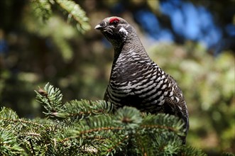 A male Spruce Grouse or Canada Grouse (Falcipennis canadensis)