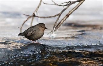An American dipper or Water ouzel (Cinclus mexicanus)