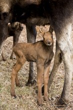 Moose calf standing between mother's legs (Alces americanus)