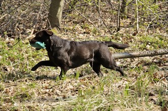 Brown Labrador Retriever carrying a dummy