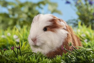 Swiss Teddy Guinea Pig or CH-Teddy