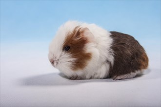 Swiss Teddy Guinea Pig or CH-Teddy