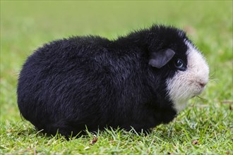 US American Teddy Guinea Pig