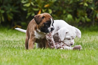 Two Boxer puppies at play