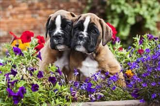 Boxer puppies