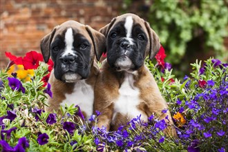 Boxer puppies