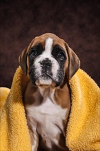 Boxer dog