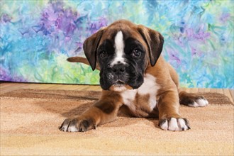 Boxer dog