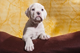 Boxer dog