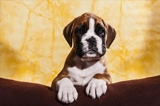 Boxer dog