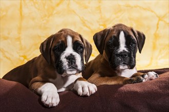 Two Boxer dogs