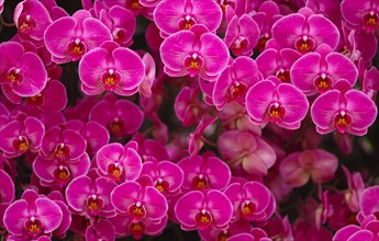 Pink orchids (Orchidaceae)