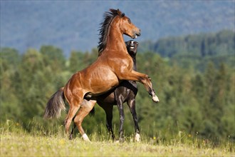 Austrian Warmblood and a Morgan Horse stallion fighting
