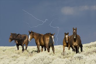 Mustang herd