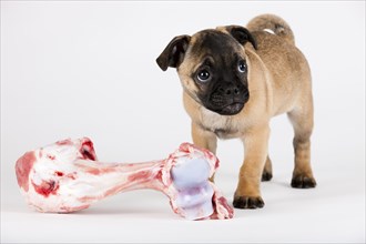 Retro Pug puppy with a bone