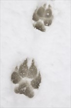 Paw prints of a large dog in the snow