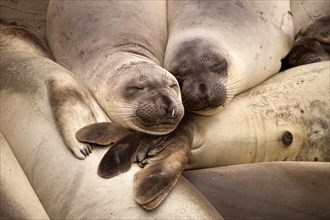 Sleeping Northern Elephant Seals (Mirounga angustirostris)