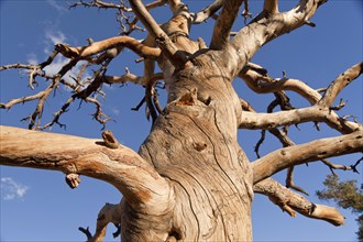 Dead tree