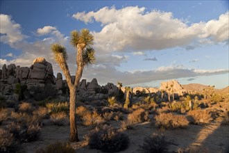 Hidden Valley with Joshua tree (Yucca brevifolia) and rocks