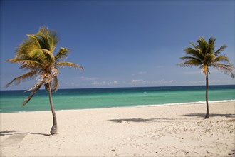 Palm trees on the beach at Santa Maria del Mar