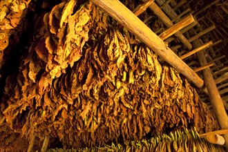 Tobacco leaves hung up to dry in a barn